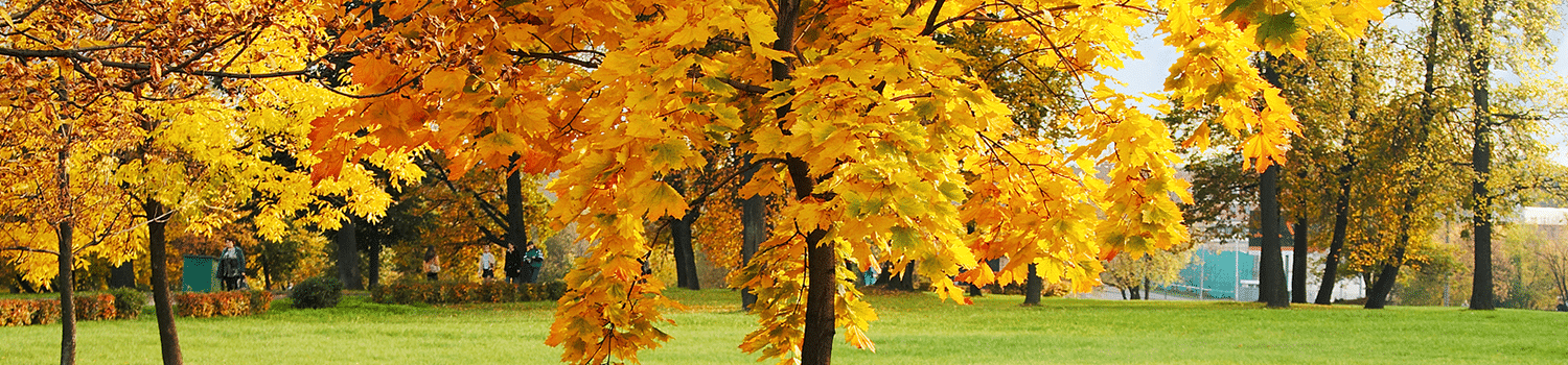 Leaf & Branch Schedule