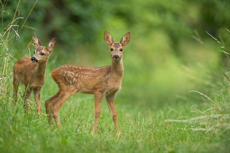 Scott Township Deer Survey 2026